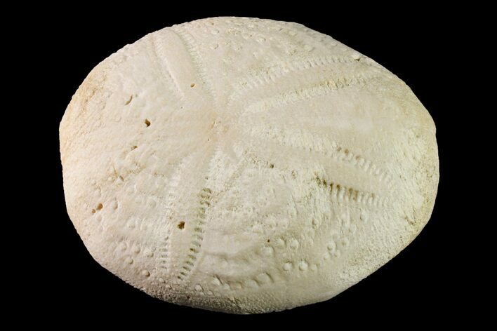 Fossil Sea Urchin (Eupatagus) - Florida #161271